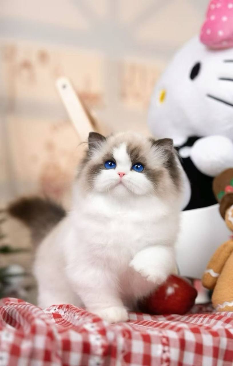 Cats
